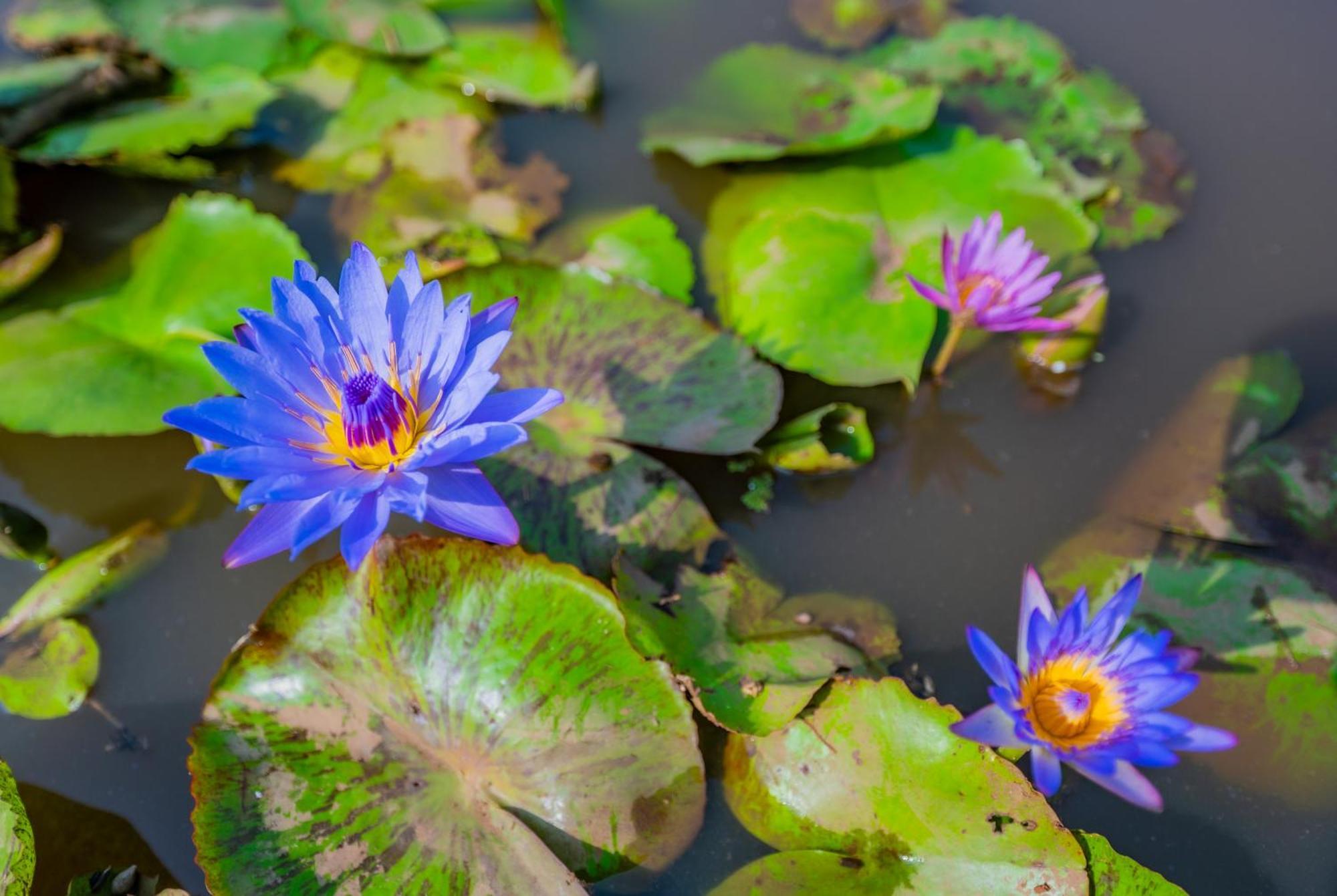 Lotus Leaf 호텔 Pali  외부 사진