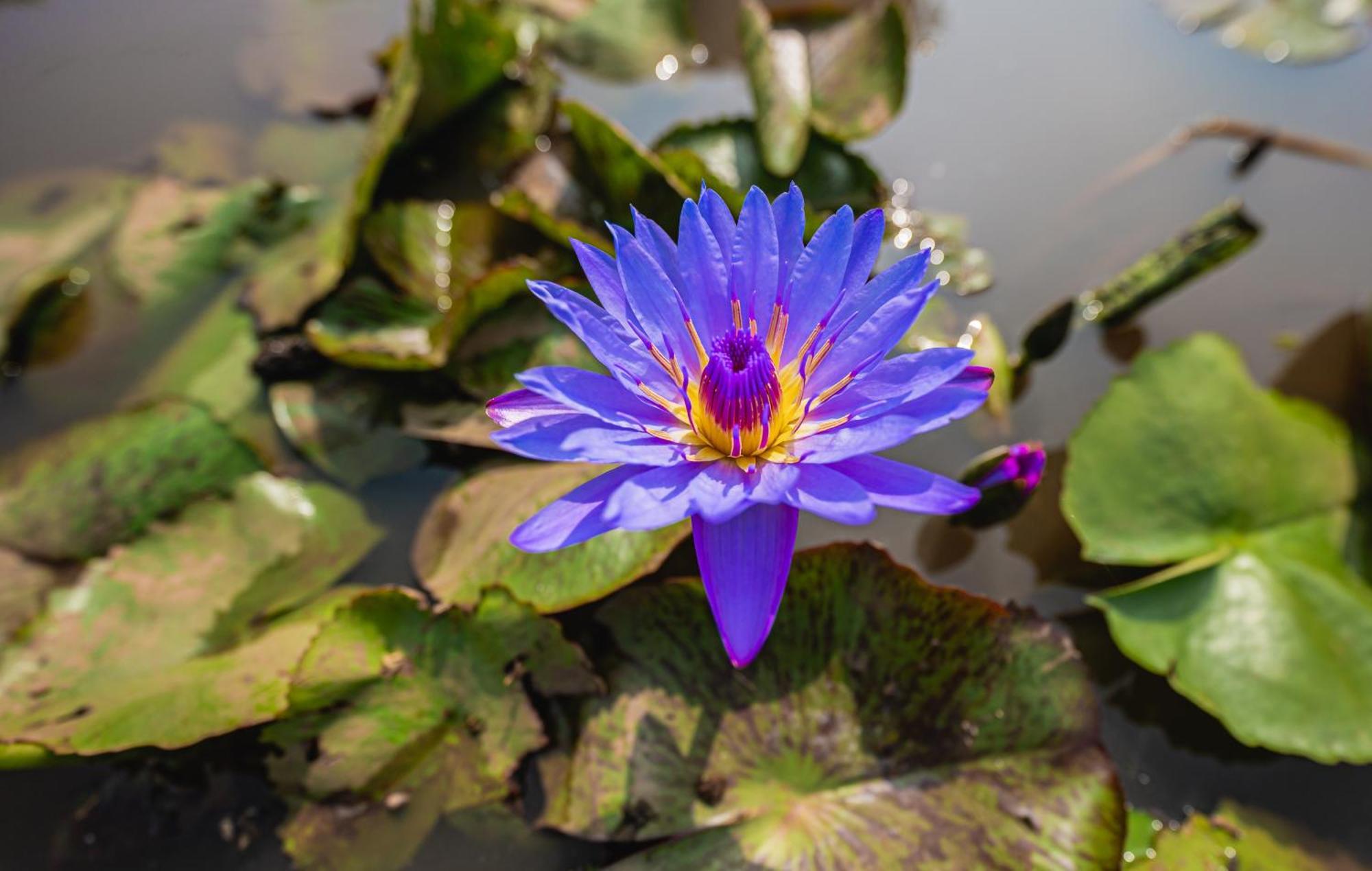 Lotus Leaf 호텔 Pali  외부 사진