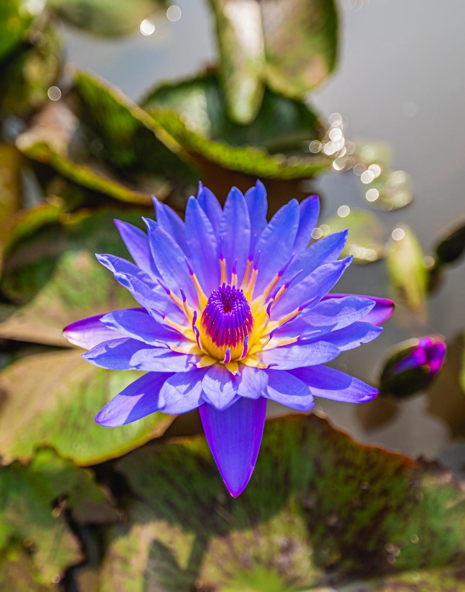 Lotus Leaf 호텔 Pali  외부 사진